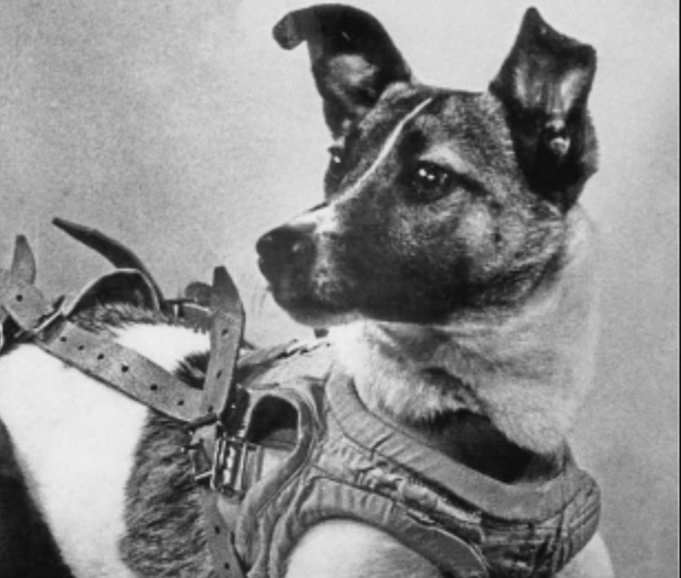 Laika: The Pioneering Journey of the First Space Dog - Mumbai Messenger ...