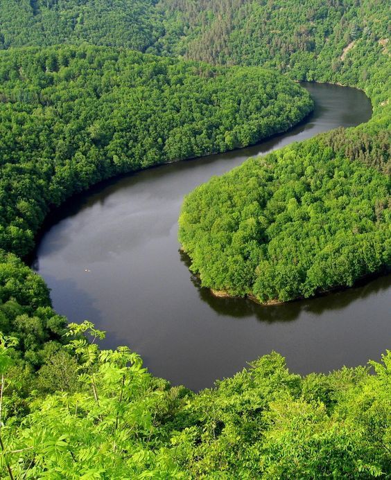 Spirit of Bombay – The Plucky Survivors, Mangroves. - Mumbai Messenger