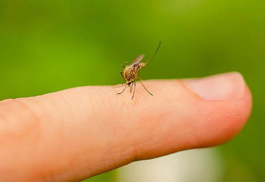 mosquito-finger-th.jpg