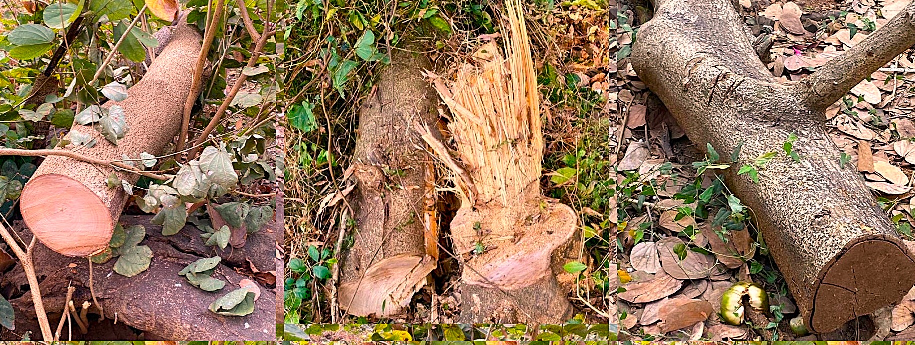 filmcity-tree-2.jpg