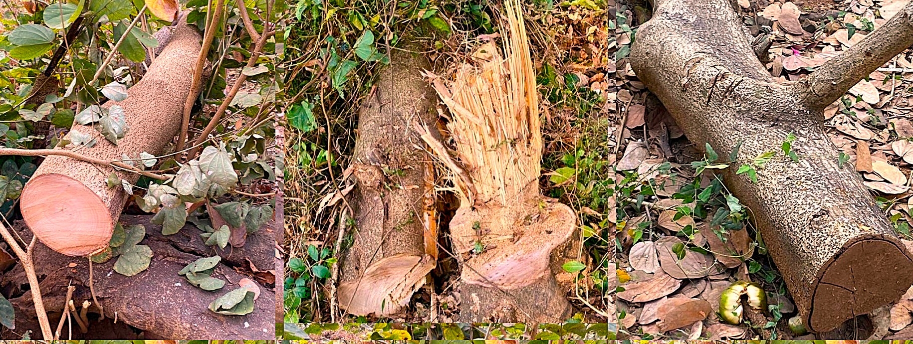 filmcity-tree-2.jpg