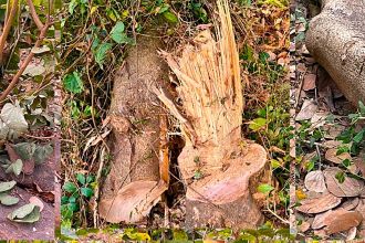 filmcity-tree-2.jpg